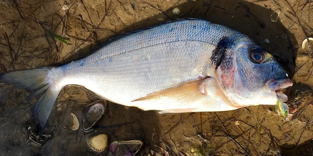 Deniz Çipurası (ADET)